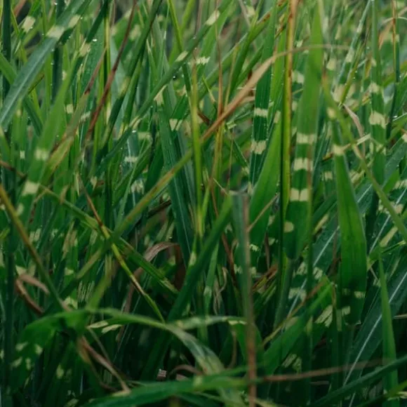 Hvidbroget elefantgræs - Miscanthus sinensis 'Zebrinus' - Højde 20-30cm - ⌀23cm