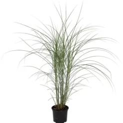 Hvidbroget elefantgræs - Miscanthus 'Kleine Silberspinne - Højde 20-30cm - ⌀23cm