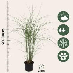 Hvidbroget elefantgræs - Miscanthus 'Kleine Silberspinne - Højde 20-30cm - ⌀23cm