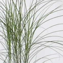 Hvidbroget elefantgræs - Miscanthus 'Kleine Silberspinne - Højde 20-30cm - ⌀23cm