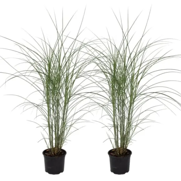 Hvidbroget elefantgræs - Sæt med 2 - Miscanthus - Højde 20-30cm - ⌀23cm