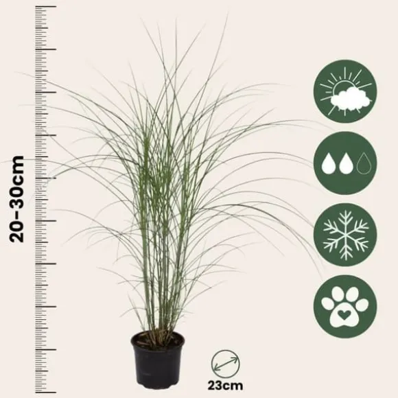 Hvidbroget elefantgræs - Sæt med 2 - Miscanthus - Højde 20-30cm - ⌀23cm