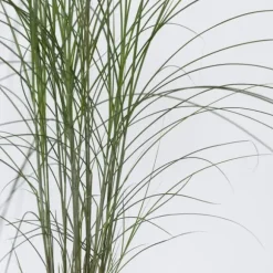 Hvidbroget elefantgræs - Sæt med 2 - Miscanthus - Højde 20-30cm - ⌀23cm