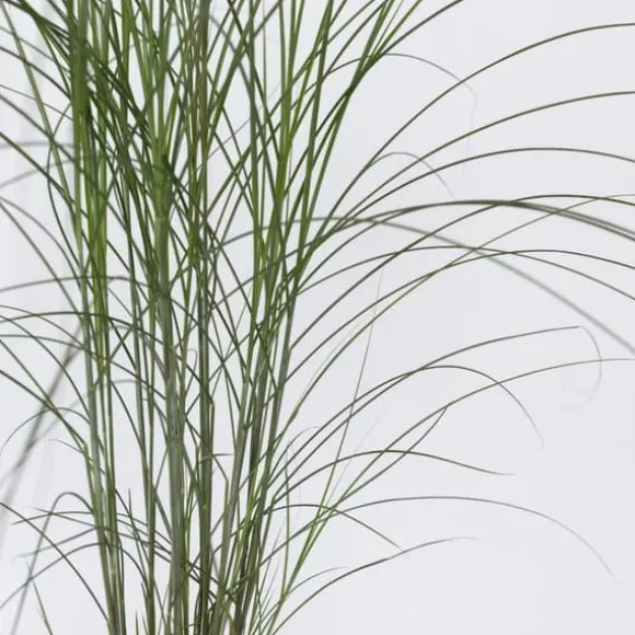 Hvidbroget elefantgræs - Sæt med 2 - Miscanthus - Højde 20-30cm - ⌀23cm