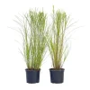 Hvidbroget elefantgræs - Sæt med 2 - Miscanthus - Højde 40-60cm - ⌀23cm