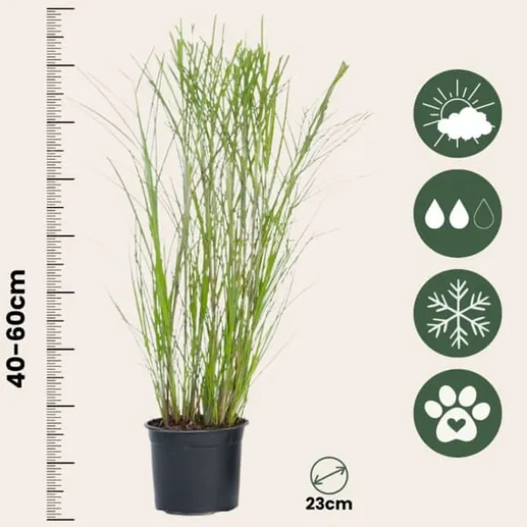 Hvidbroget elefantgræs - Sæt med 2 - Miscanthus - Højde 40-60cm - ⌀23cm