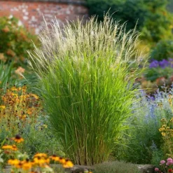 Hvidbroget elefantgræs - Sæt med 2 - Miscanthus - Højde 40-60cm - ⌀23cm