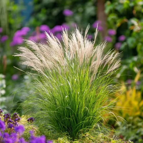 Hvidbroget elefantgræs - Sæt med 2 - Miscanthus - Højde 40-60cm - ⌀23cm