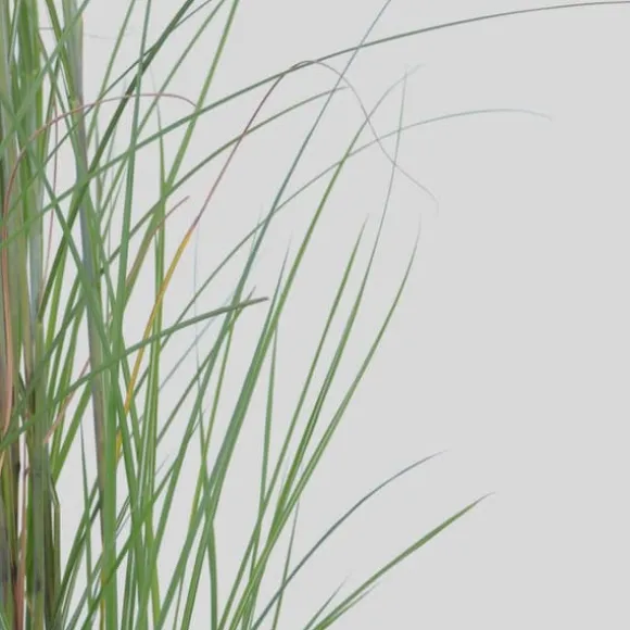 Hvidbroget elefantgræs - Sæt med 2 - Miscanthus - Højde 40-60cm - ⌀23cm