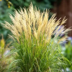 Hvidbroget elefantgræs - Sæt med 2 - Miscanthus - Højde 40-60cm - ⌀23cm