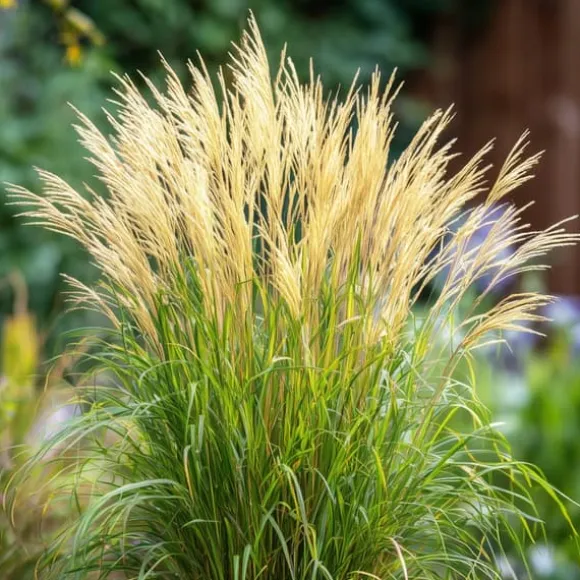 Hvidbroget elefantgræs - Sæt med 2 - Miscanthus - Højde 40-60cm - ⌀23cm