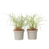 Hvidbroget elefantgræs - Sæt 2 - Miscanthus 'Red Chief' - Højde 40-60cm - ⌀23cm