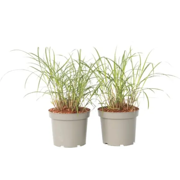 Hvidbroget elefantgræs - Sæt 2 - Miscanthus 'Red Chief' - Højde 40-60cm - ⌀23cm