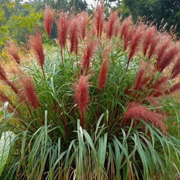 Hvidbroget elefantgræs - Sæt 2 - Miscanthus 'Red Chief' - Højde 40-60cm - ⌀23cm