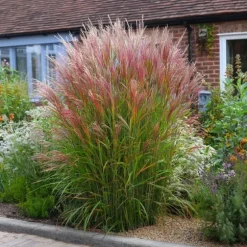 Hvidbroget elefantgræs - Sæt 2 - Miscanthus 'Red Chief' - Højde 40-60cm - ⌀23cm