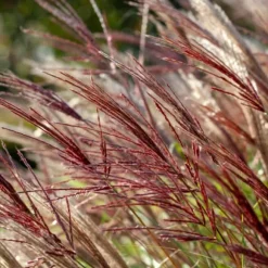 Hvidbroget elefantgræs - Sæt 2 - Miscanthus 'Red Chief' - Højde 40-60cm - ⌀23cm