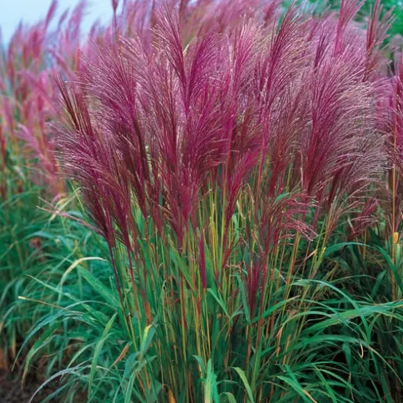 Hvidbroget elefantgræs - Sæt 2 - Miscanthus 'Red Chief' - Højde 40-60cm - ⌀23cm