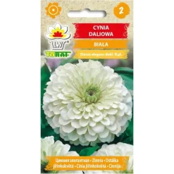 Hvide dahliazinnia-frø - Store, dobbelte blomster til blomsterbede og buketter