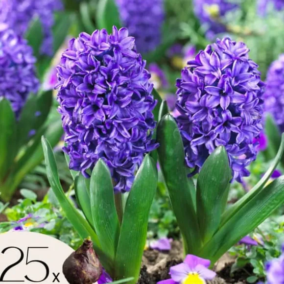 Hyacint - Sæt med 25 - Hyacinthus 'Blue Trophy' - Blomsterløg - Blå