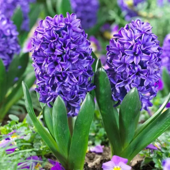 Hyacint - Sæt med 25 - Hyacinthus 'Blue Trophy' - Blomsterløg - Blå