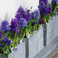 Hyacint - Sæt med 25 - Hyacinthus 'Blue Trophy' - Blomsterløg - Blå