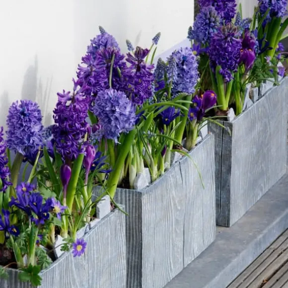 Hyacint - Sæt med 25 - Hyacinthus 'Blue Trophy' - Blomsterløg - Blå