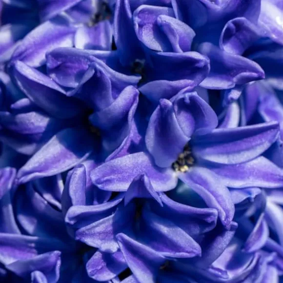 Hyacint - Sæt med 25 - Hyacinthus 'Blue Trophy' - Blomsterløg - Blå