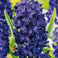 Hyacint - Sæt med 25 - Hyacinthus 'Blue Trophy' - Blomsterløg - Blå