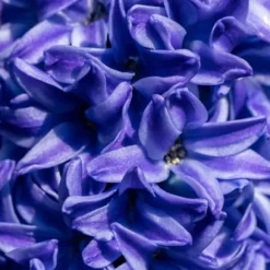 Hyacint - Sæt med 15 - Hyacinthus 'Blue Trophy' - Blomsterløg - Blå