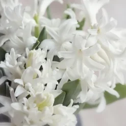 Hyacint - Sæt med 20 - Hyacinthus 'Carnegie' - Blomsterløg - Hvid