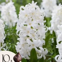 Hyacint - Sæt med 10 - Hyacinthus 'Carnegie' - Blomsterløg - Hvid