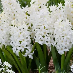 Hyacint - Sæt med 10 - Hyacinthus 'Carnegie' - Blomsterløg - Hvid