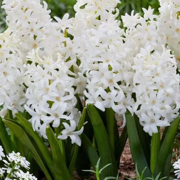 Hyacint - Sæt med 10 - Hyacinthus 'Carnegie' - Blomsterløg - Hvid