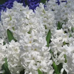 Hyacint - Sæt med 10 - Hyacinthus 'Carnegie' - Blomsterløg - Hvid