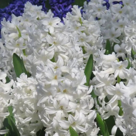 Hyacint - Sæt med 10 - Hyacinthus 'Carnegie' - Blomsterløg - Hvid