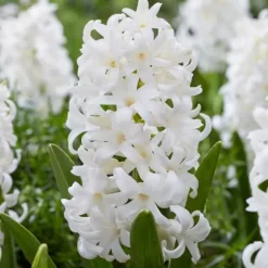 Hyacint - Sæt med 10 - Hyacinthus 'Carnegie' - Blomsterløg - Hvid