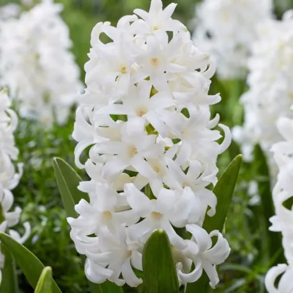 Hyacint - Sæt med 10 - Hyacinthus 'Carnegie' - Blomsterløg - Hvid