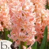 Hyacint - Sæt med 15 - Hyacinthus 'Gipsy Queen' - Blomsterløg - Orange