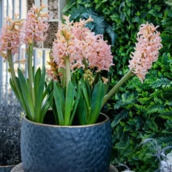 Hyacint - Sæt med 15 - Hyacinthus 'Gipsy Queen' - Blomsterløg - Orange