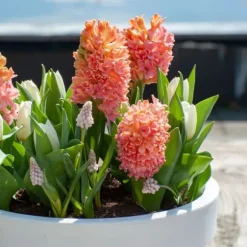 Hyacint - Sæt med 15 - Hyacinthus 'Gipsy Queen' - Blomsterløg - Orange