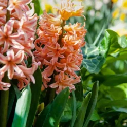 Hyacint - Sæt med 15 - Hyacinthus 'Gipsy Queen' - Blomsterløg - Orange