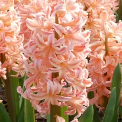 Hyacint - Sæt med 15 - Hyacinthus 'Gipsy Queen' - Blomsterløg - Orange