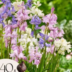 Hyacint blanding - Sæt med 40 - Hyacinthoides Hispanica - Blomsterløg