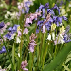 Hyacint blanding - Sæt med 40 - Hyacinthoides Hispanica - Blomsterløg