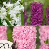 Hyacint blanding - Sæt med 20 - Hyacinthus - Blomsterløg - Flerfarvet