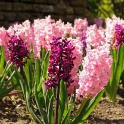 Hyacint blanding - Sæt med 20 - Hyacinthus - Blomsterløg - Flerfarvet