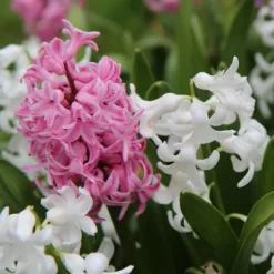 Hyacint blanding - Sæt med 20 - Hyacinthus - Blomsterløg - Flerfarvet