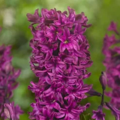 Hyacint blanding - Sæt med 20 - Hyacinthus - Blomsterløg - Flerfarvet