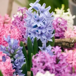 Hyacint blanding - Sæt med 10 - Hyacinthus - Blomsterløg - Flerfarvet