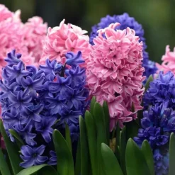 Hyacint blanding - Sæt med 10 - Hyacinthus - Blomsterløg - Flerfarvet